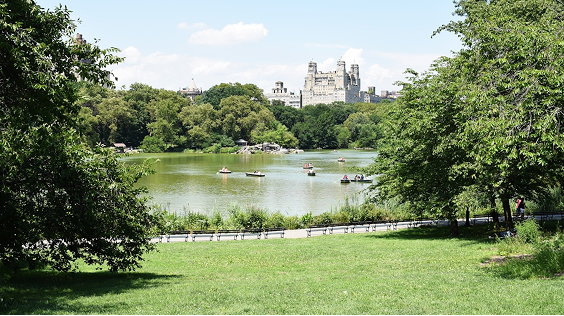 A green park with a lake where out of town patients are boating, surrounded by trees, with tall buildings visible in the background under a clear sky.